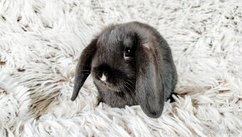 Zakrslý beránek, králík, králíček - PEGGY - 15
