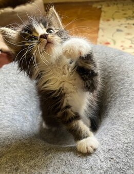 Maine coon mačiatka - 15