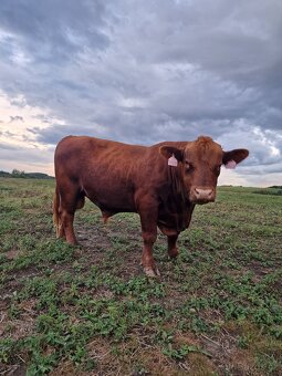 Prodáme březí krávy - 15