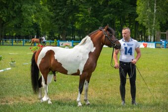 Huculská klisna, hucul, homozygotní Tobiano, pony, malý kůň - 15