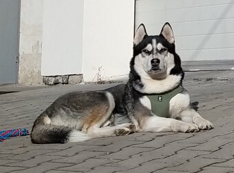 Sibiřský husky bez PP - poslední 3 kluci - 15