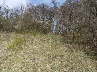 Pozemek k pronájmu Jeviněves - 15