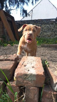 American Bully standard - k odběru - 15