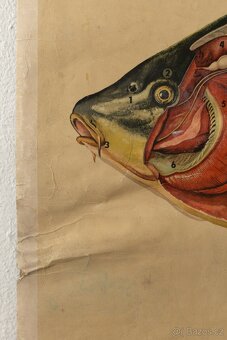 Staré školní plakáty anatomické (různé druhy) - 15