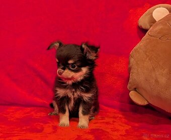 Čivava dlouhosrstá s PP- pejsci a fenky - 15