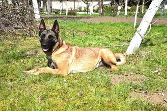 Malinoiska Naomi hledá domov - 15