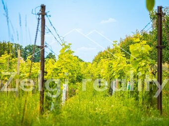 Prodej, Svatobořice-Mistřín, sad/vinice 3501m2 - 15