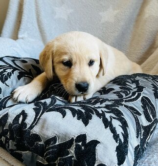 štěňata labrador a – připravena k odběru - 15