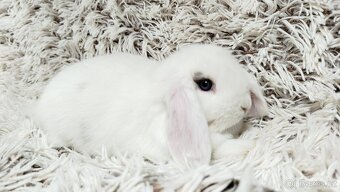 Zakrslý beránek, králíček, králík - FILIP - 15