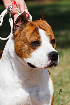 Americký stafordšírský teriér - štěňátka s PP - 15