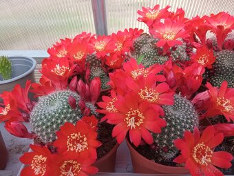 Kaktusy a sukulenty 30 Kč za kus - 15