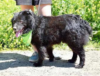 TICEAS K ADOPCI- 3 ROKY,TULÍCÍ ČERTÍK,HODNÝ,KLIDNÝ - 15