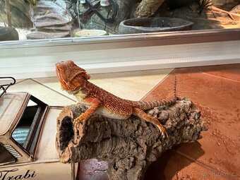 MLÁĎATA AGAMY VOUSATÉ K PRODEJI - 15