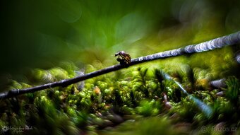 Meopta Meostigmat 50/1 adaptace pro Sony E-mount - 15