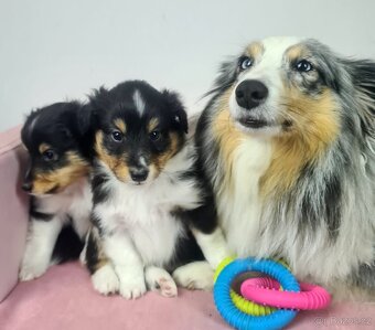 Sheltie Shetlandský ovčák - 15