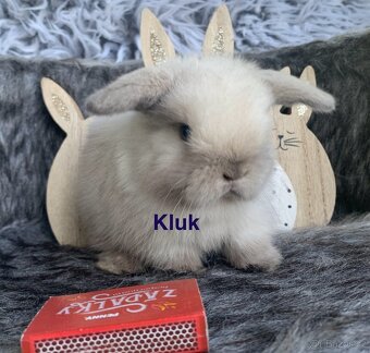 ❤️⭐️Minilop Kralicek Beránek miminka k rerervaci - 15