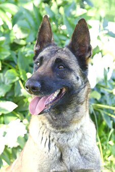 Malinoiska Naomi hledá domov - 15