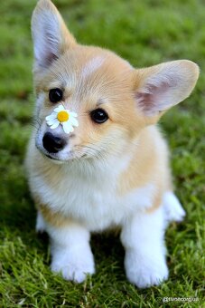 WELSH CORGI PEMBROKE S PP - 15