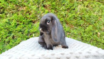 Zakrslý beránek, králíček, králík - PEGGY - 15