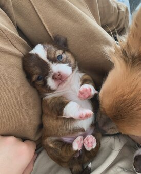 Čivava dlouhosrstá - 15