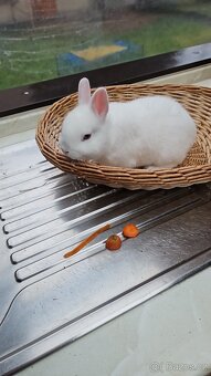 Zakrslý králík - 15