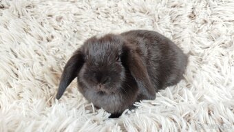 Zakrslý beránek, králíček, králík - ELLA - 15