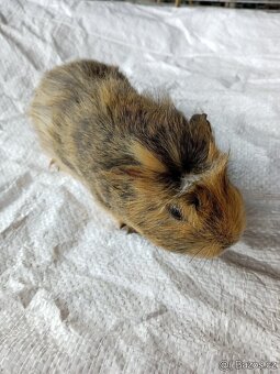 Morčata - samečci - 15