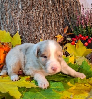 Australský ovčák s PP - 15