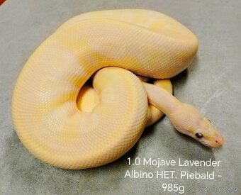 Krajta královská subadult a adult - 15