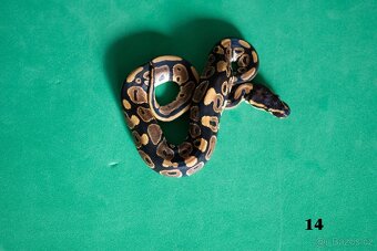 Krajta královská/python regius - 15