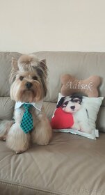 Jorkšírsky teriér, krytí Ne na prodej - 15