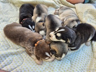 Sibiřský Husky - štěně - 15