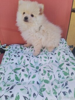 Pomeranian špic - 15