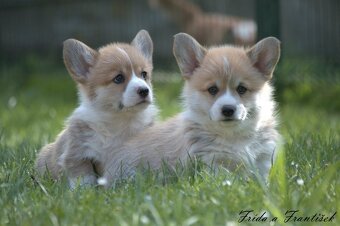Welsch corgi pembroke s PP - 15