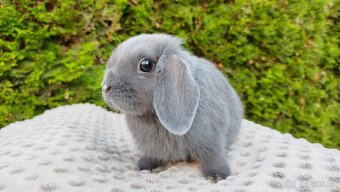 Zakrslý beránek, králíček, králík - PAUL - 15