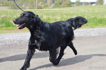 Flat Coated Retriever - pejsci s průkazem původu - 15