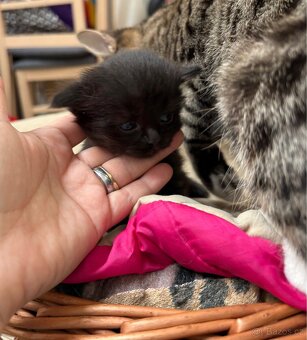 Bengálská/britská koťata - 15