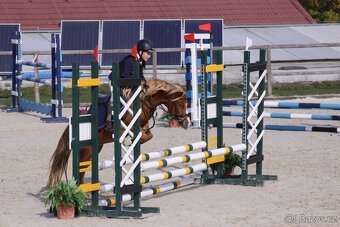 Pony valach - 15