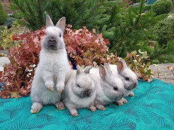 Zakrslý siamský žlutý miminka - 15