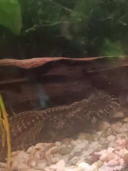 Ancitrus long fin(závojnatý) a polozávojnatý - 15