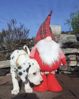 Dalmatin již k odběru - 15