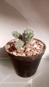 Kaktusy a sukulenty - 15
