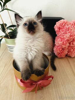 3 krásná koťátka plemene Ragdoll 🖤🐈 - 15