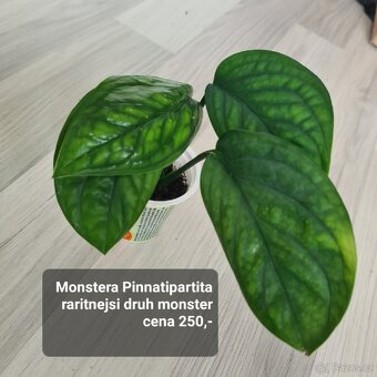 Pokojovky / pokojove rostliny - 15