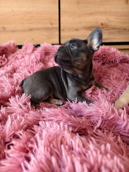 Francouzský buldoček štěňátka - 15