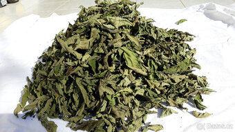 Ořech černý sazenice."Orech čierny - Kotora" - 15