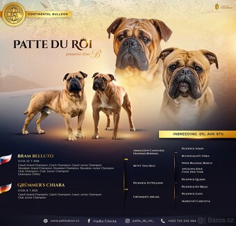 KONTINENTÁLNÍ BULDOK – CONTINENTAL BULLDOG s PP (FCI) - 15