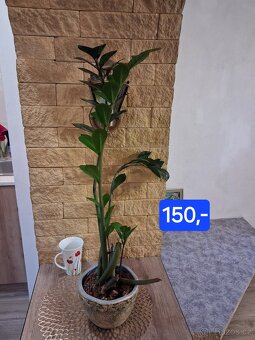 Pokojové rostliny 1 - 15