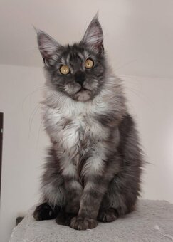 Maine coon, nainska myvalia s PP - 15