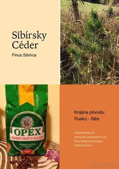 Sibiřský Cedr / Pinus Sibirica - 15